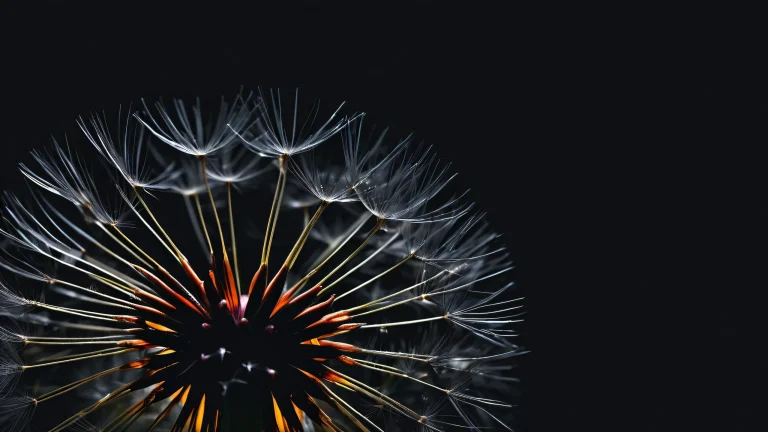 Breathtaking cosmic desktop wallpaper of a dandelion on a deep black background for PC/ Desktop use.