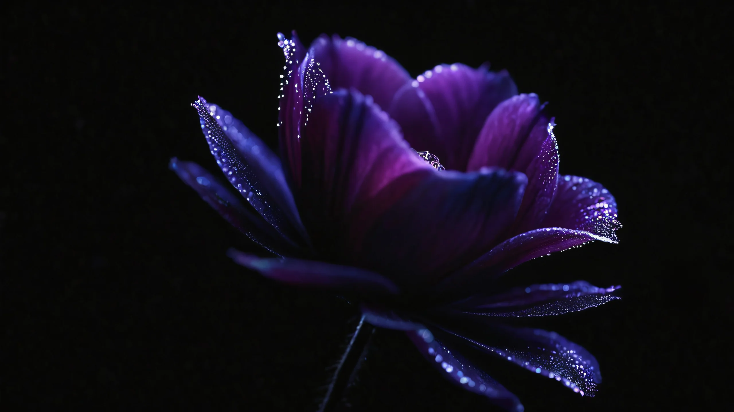 Stunning Cosmic Petal Dance 4K Wallpaper Macro photography of intricate petal structures under starry night sky
