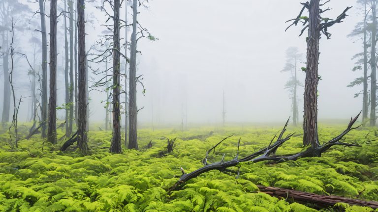 eerie forest glen abandoned pens misty fog scaled