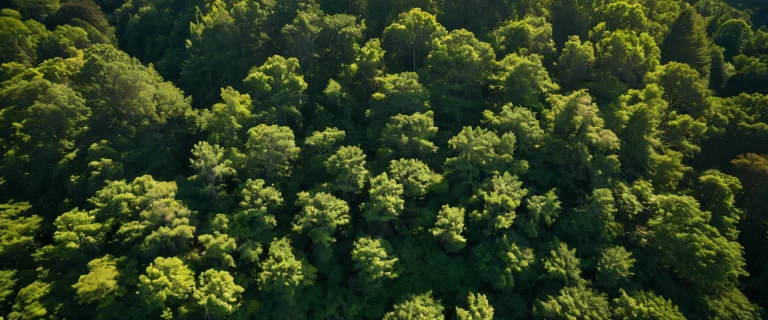 A stunning aerial view of a forest canopy with intricate tree branches and leaves, tiny islands in the distance, and a coastline with distinctive rock formations.