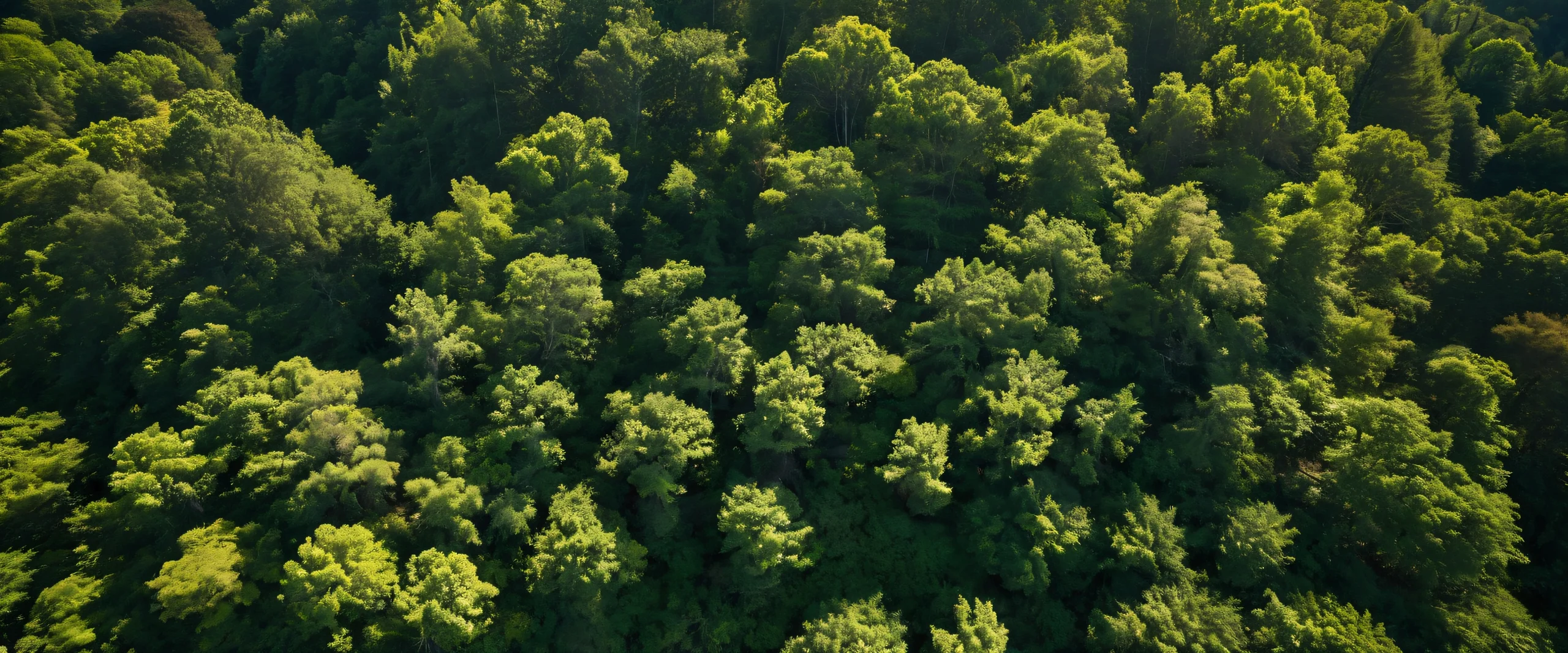 Aesthetic Forest Canopy Sunset Background A stunning aerial view of a forest canopy with intricate tree branches and leaves, tiny islands in the distance, and a coastline with distinctive rock formations.