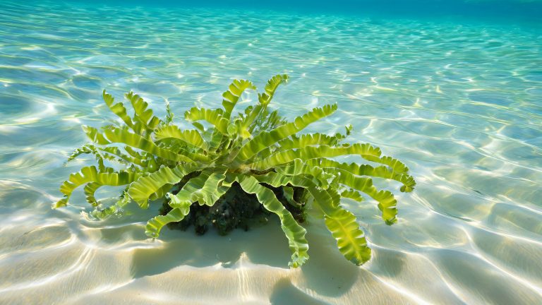 majestic kelp frond amidst crystal clear waters scaled