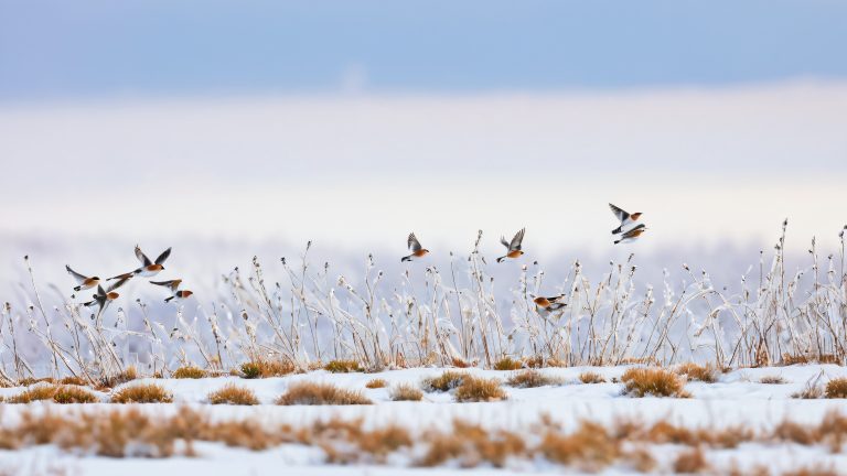 snow buntings thawing winter landscape wallpaper scaled