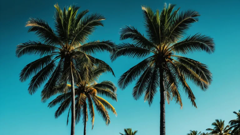 A serene desktop scene featuring palm trees against a clear blue sky on a dark background, suitable for Desktop/PC.