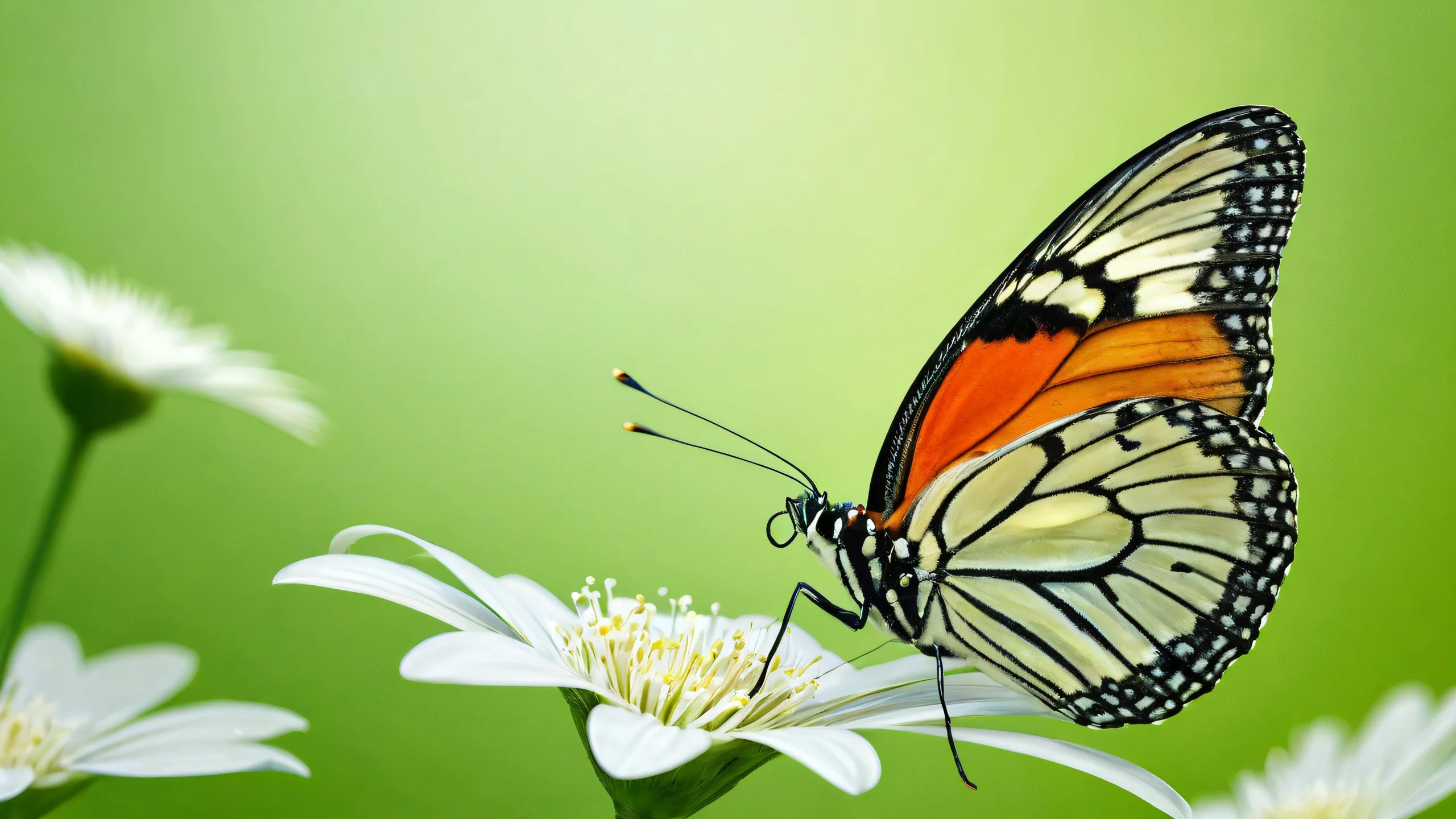 A breathtaking desktop image of a butterfly perched on a green void, perfect for your Desktop/PC