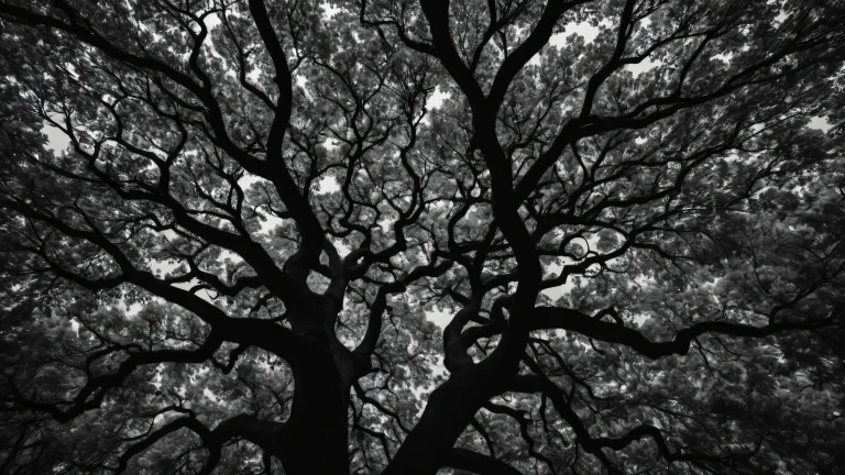 A serene desktop image of trees on a pure void background, perfect for a Desktop/PC.