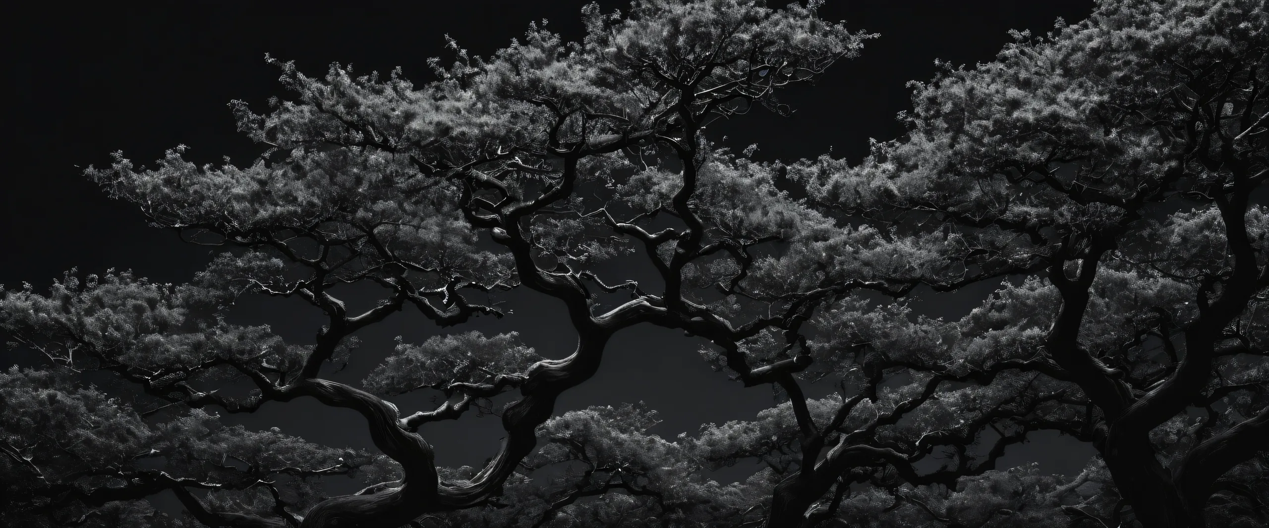 Breathtaking desktop wallpaper of a vast forest on a perfectly clean void, suitable for Desktop/PC