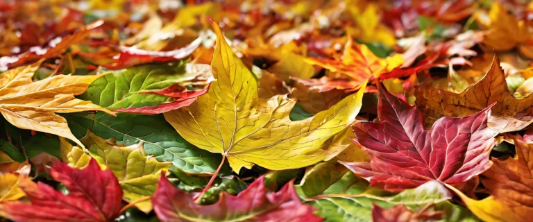 A breathtaking desktop wallpaper of Leaves on a Desktop/PC, featuring ethereal lighting and stunning visual impact.